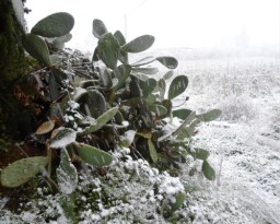 TN_SAM_4924_fico d'india.JPG